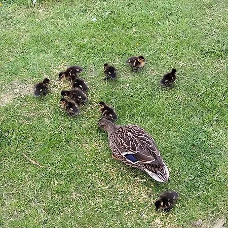 Low Lake Lodge Reighton