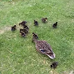 - Lakeside - Part Of The The Bay Filey Village With Pool, Gym And Direct Access, Pub, Restaurant, Tennis And Meadows Walks Reighton